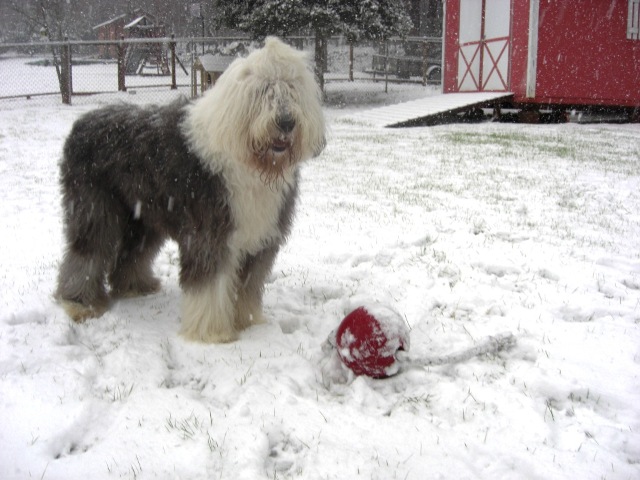 /images/events/28/Beau in the snow.jpg